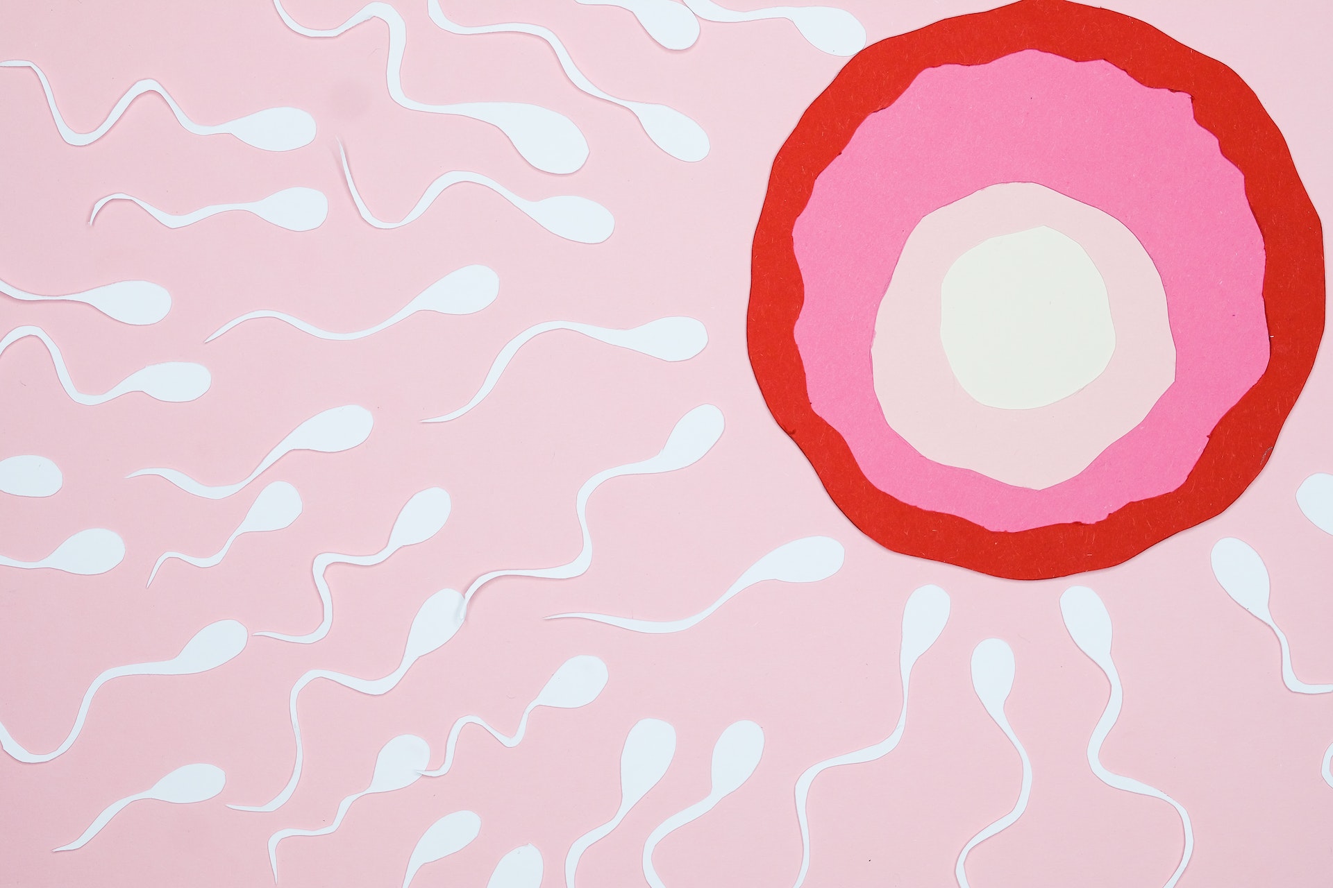 animation of sperm and egg